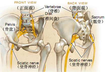 坐骨神经在哪个部位图