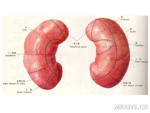 肾形态与位置歌诀