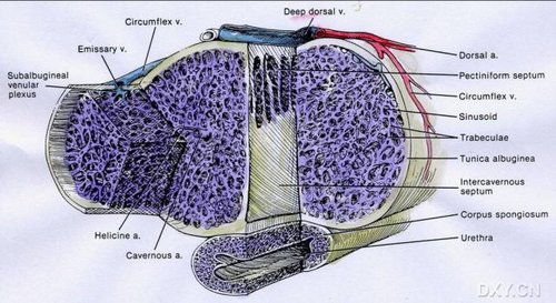 动脉到海绵窦的关系海绵体解剖结构动静脉图