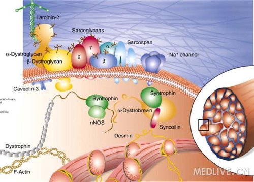 http://webres.medlive.cn/upload/000/012/351