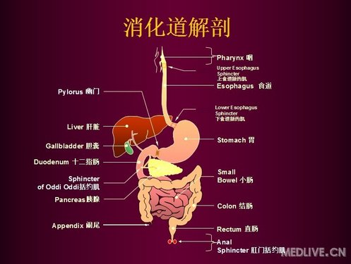 PPT】消化系统疾病常用药物