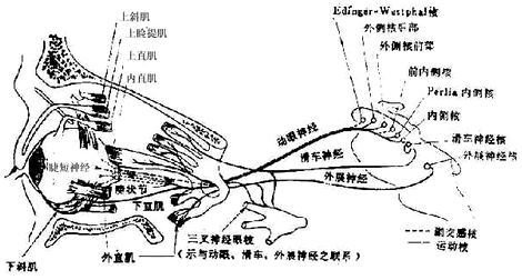 http://webres.medlive.cn/upload/000/024/660