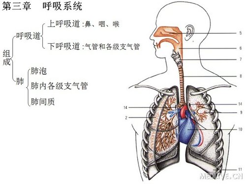 精美课件呼吸系统图解