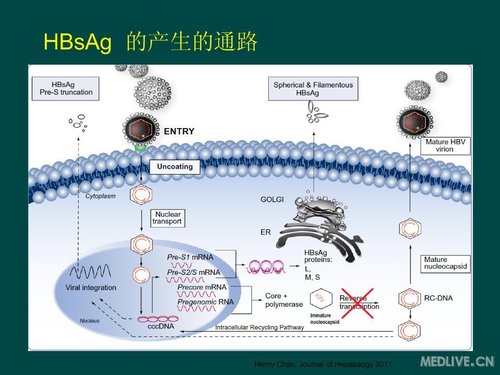 HBsAg定量的应用价值_肝病科