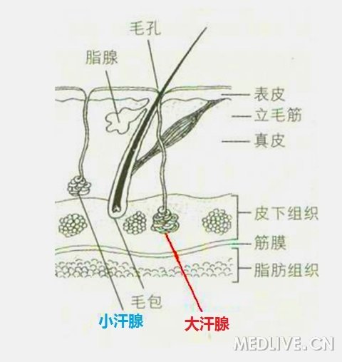http://webres.medlive.cn/upload/000/164/371