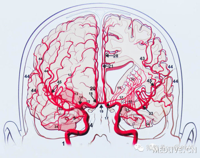http://webres.medlive.cn/upload/000/180/684
