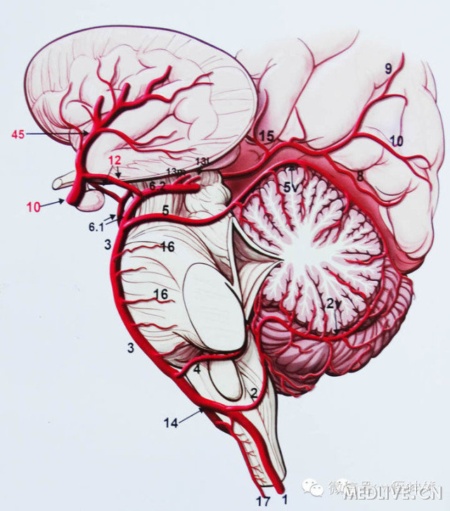 http://webres.medlive.cn/upload/000/180/687