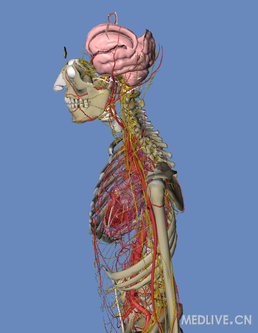 大家一起来看图超清3d血管模拟解剖图
