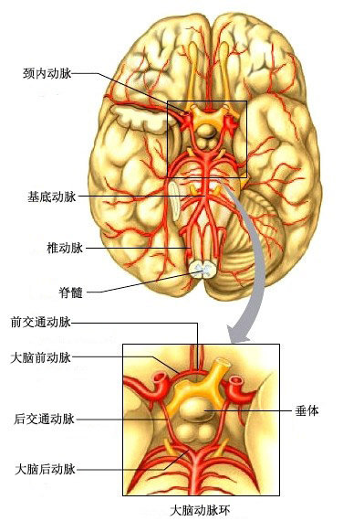 神经科美图图解脑供血系统之脑动脉