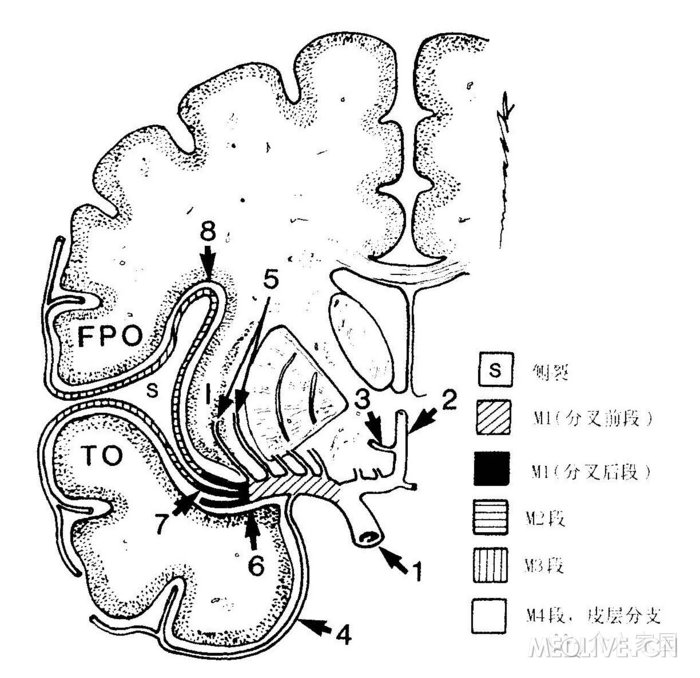 解剖图谱大脑中动脉分段详解简图dsa实物