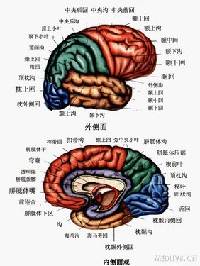 疯牛病大脑解剖图图片