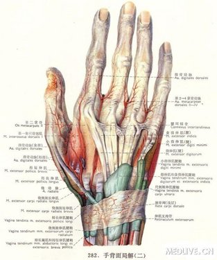 手指皮肤解剖图及名称图片