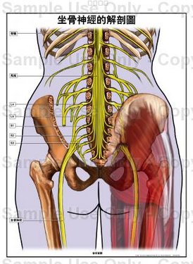 坐骨神经解剖位置图图片