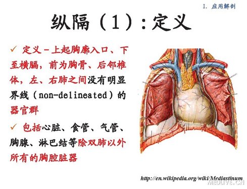 膈是什么器官图片