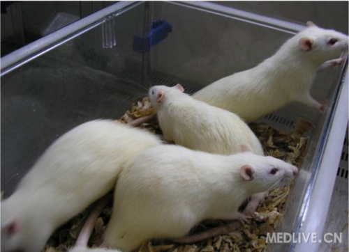 wistar大鼠nih小鼠2楼weipeng■全部回复(6)■收藏(0)赞 (0)from dxy