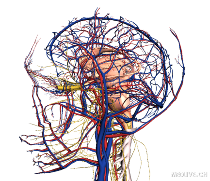 一组精彩的脑血管图片