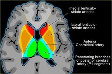 cortical branches of the pca supply the inferomedial part of the