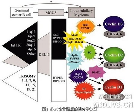 专题多发性骨髓瘤临床进展