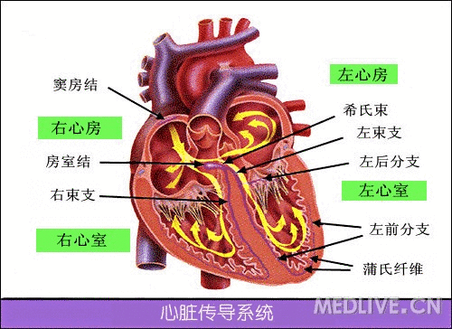 当窦房结发放接力棒以后,周围的心房肌会因此收缩,并将信号传递给心房