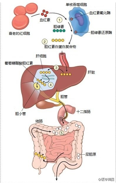 一图了解胆红素代谢过程