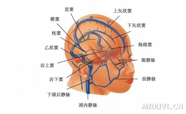 图3 大脑大静脉图4  脑干静脉图5  颈内静脉(断面观)图6  颈内静脉和