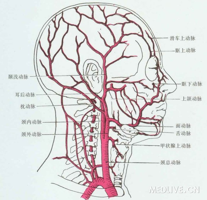 神经科美图图解脑供血系统之脑动脉