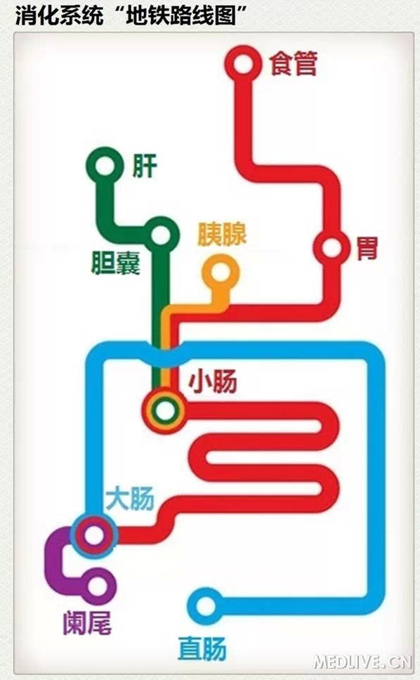 多圖瞭解消化系統和消化吸收