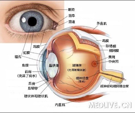 眼球解剖结构示意图