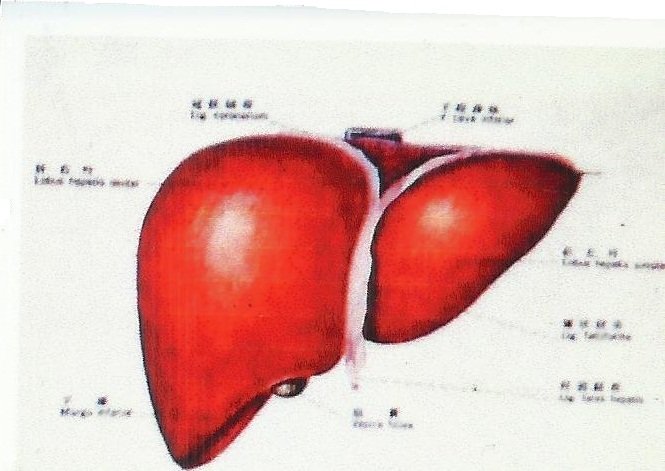 腹膜下则是致密的glisson 囊将肝脏严密包裹,而且glisson 纤维广泛向