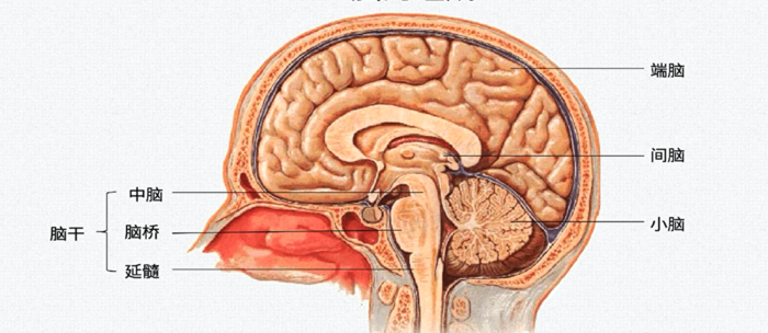 脑干腹面图图片