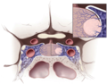 J Neurosurg